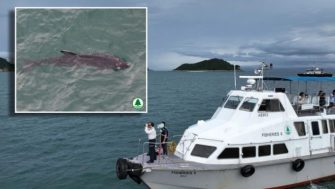 香港再現鯨魚蹤影，專家提醒勿讓悲劇重演！