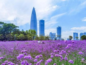 港人北上深圳，除了逛街還可以做什麼？