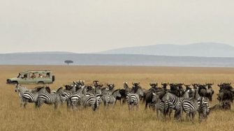 從動物大遷徙說起……