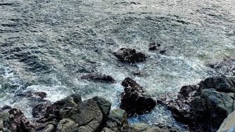 全球熱爆，香港驚現「群魚亂舞」