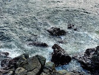 全球熱爆，香港驚現「群魚亂舞」