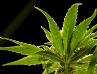 拜登準備放寬大麻管制，吸食者鼓掌