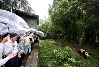 以熊貓贈送為契機 擴大川港兩地旅遊宣傳