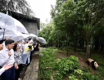 以熊貓贈送為契機 擴大川港兩地旅遊宣傳