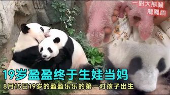 香港海洋公園大熊貓誕龍鳳胎，齊聚香江樂開懷