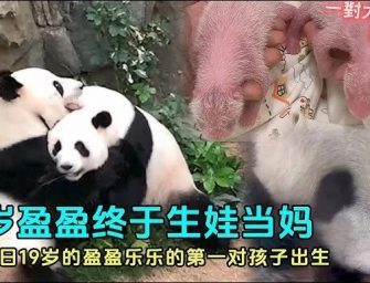 香港海洋公園大熊貓誕龍鳳胎，齊聚香江樂開懷