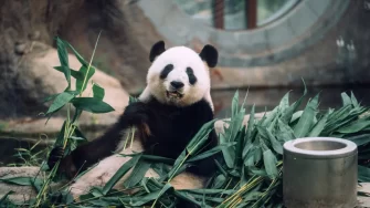 阮紀宏：熊貓經濟定位妄自菲薄，重提亞洲國際都會品牌