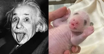 海洋公園熊貓龍鳳胎姐姐神似愛因斯坦，IP化是否拉動熊貓經濟